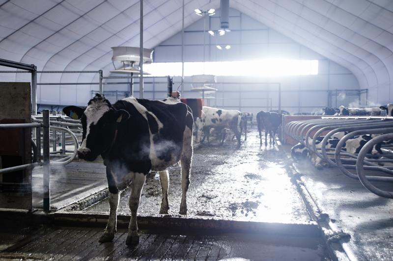 Zootecnia Devidet news pulizia igiene stalle ricoveri allevamenti animali filiera del latte prodotti